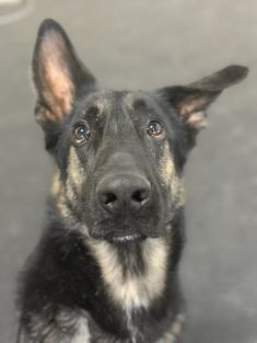 Sarge, a black and tan german shepherd