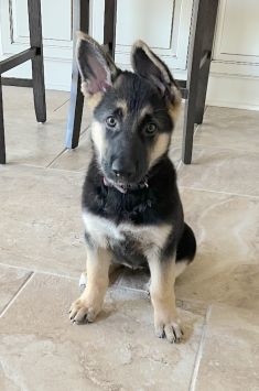 Saylor, a black and tan german shepherd puppy