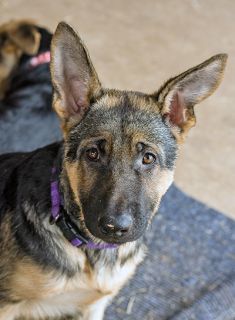 Scarlett is a black and tan german shepherd puppy