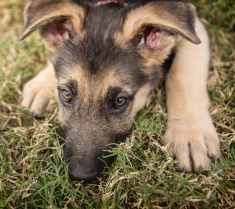 Scout, a black and tan german shepherd