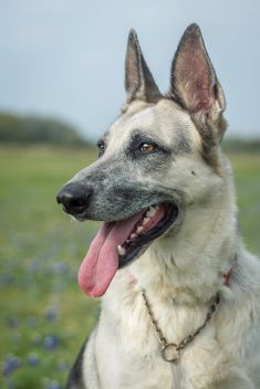 Sheeba, a black and silver german shepherd