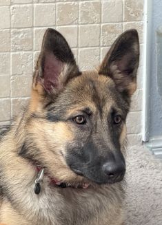 Sierra, a young black and tan german shepherd