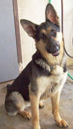 Tandee, a black and tan shepherd