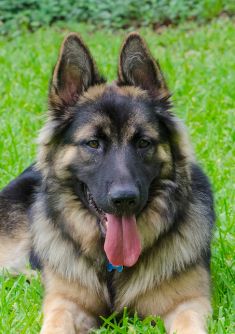 Tashi, a black and tan german shepherd