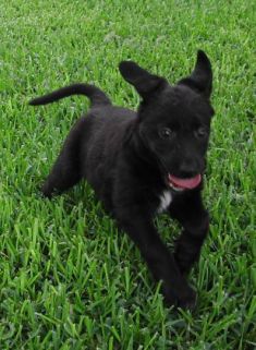 Tessa, a small black german shepherd mix puppy