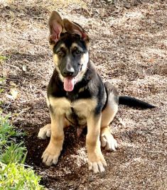 Toby a black and tan german shepherd puppy