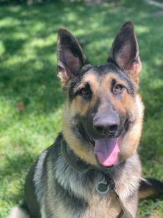 Tucker, a black and tan german shepherd