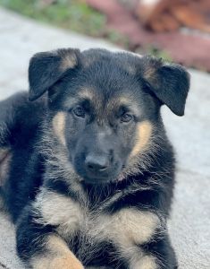 Violet, a tiny black and tan german shepherd puppy