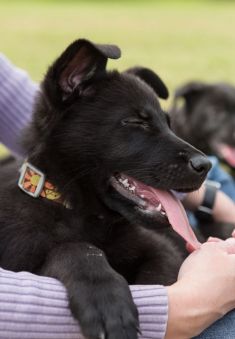 Wolfie, a black german shepherd puppy