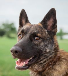 Woodie, a black/brown/white brindle German Shepherd mix