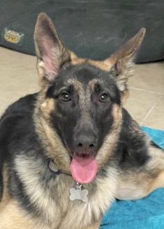 Xara, a young black and tan german shepherd