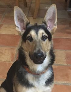 Zeppelin, a young black and tan german shepherd