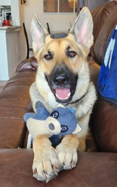 Ziggy, a black and tan german shepherd