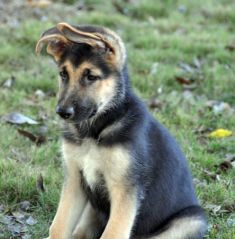 Bandit, a black and tan german shepherd puppy