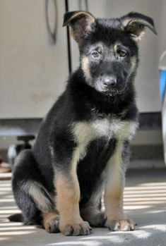 Beckett, a black and tan german shepherd puppy