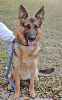 Blade, a black and tan german shepherd