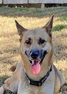 Brady, a black and tan german shepherd