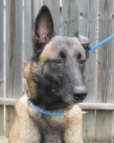 Eris, a tan and brown belgian malinois