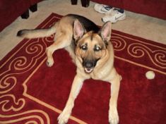 Deacon, a black and tan german shepherd