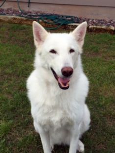 Kinzee, a white german shepherd
