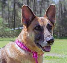Lola, a black and tan german shepherd