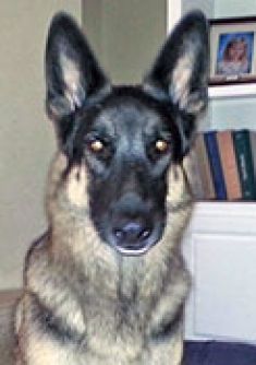Spencer, a black and tan german shepherd