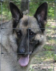 Zeke, a tan and black shepherd