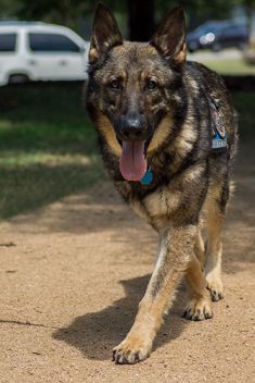 Fritz, a sable shepherd