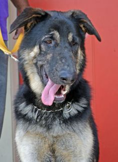 Jake, a black and tan german shepherd