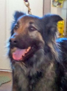 AJ, a black and tan german shepherd