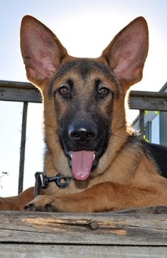 Aashish, a black and tan german shepherd