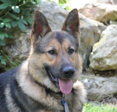 Alex,  a black and tan german shepherd