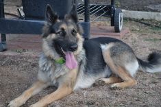 Alexis, a black and tan german shepherd