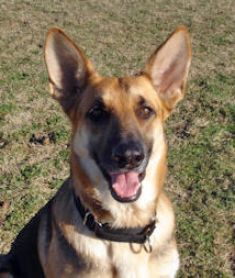 Annie, a tan and black german shepherd