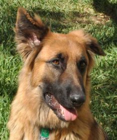 Apollo, a black and tan german shepherd