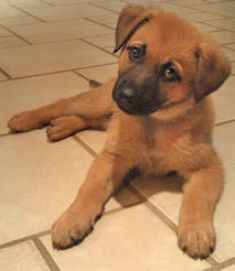 Arya, a tan and black german shepherd puppy