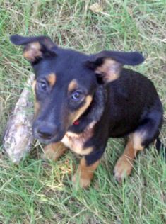 Athena, a black and tan german shepherd