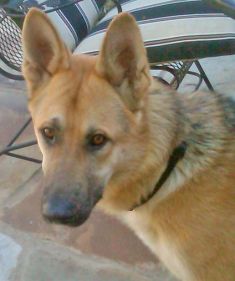 Augustus, a tan and black german shepherd