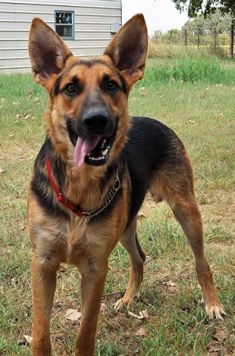 Axl, a black and tan german shepherd