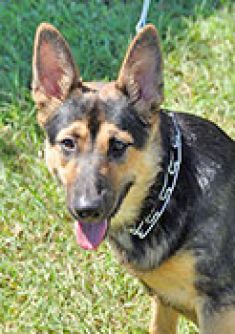 Blade, a black and tan german shepherd