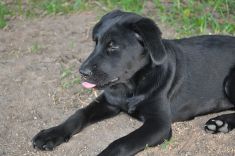 Bailey, a black german shepherd puppy