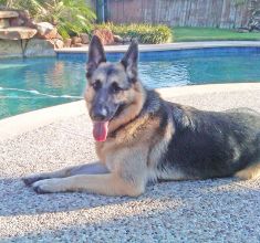 Bali, a black and tan german shepherd