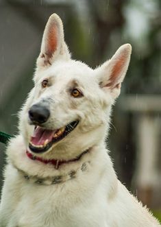 Bally, a smiling white german shepherd
