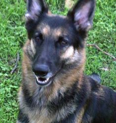 Bambi, a black and tan german shepherd