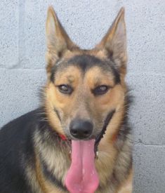 Bandit, a black and tan german shepherd