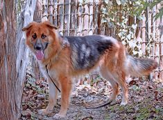 Bear, a black and tan shepherd
