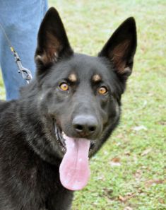 Bear, a black german shepherd with tan legs