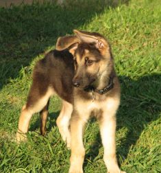 Benjamin, a black and tan german shepherd puppy