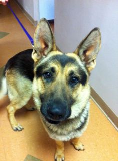 Blake, A black and tan german shepherd