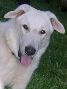 Mr. Blueberry, a white german shepherd